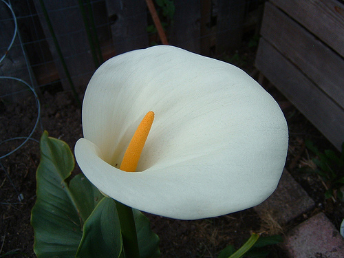 The calla lily is available